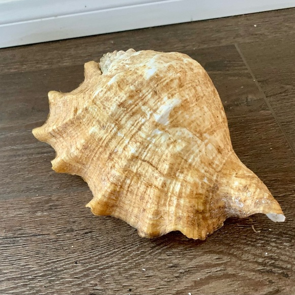 Big Sea Shell - Picture 8 of 12